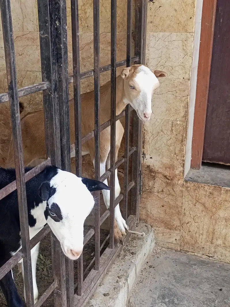 teddy bakra bakri — photo 9