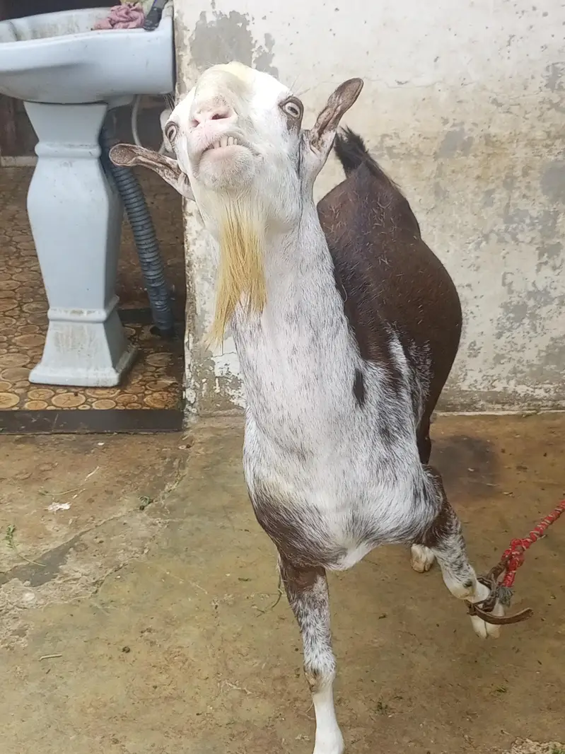 teddy bakra bakri — photo 10