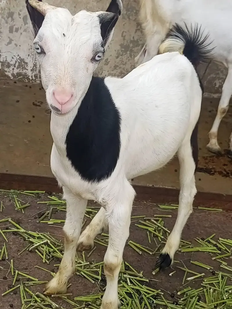 teddy bakra bakri — photo 11