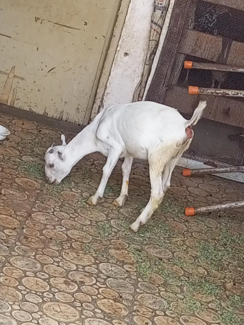 teddy bakra bakri — photo 12