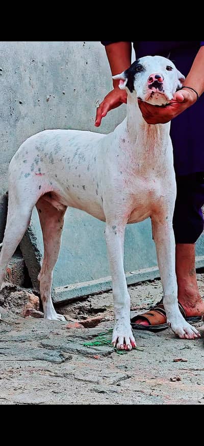 Gultair and bully