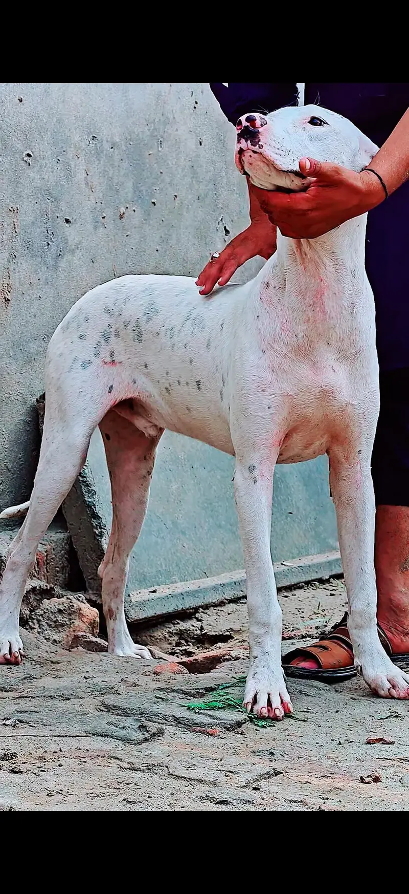 Gultair and bully — photo 2