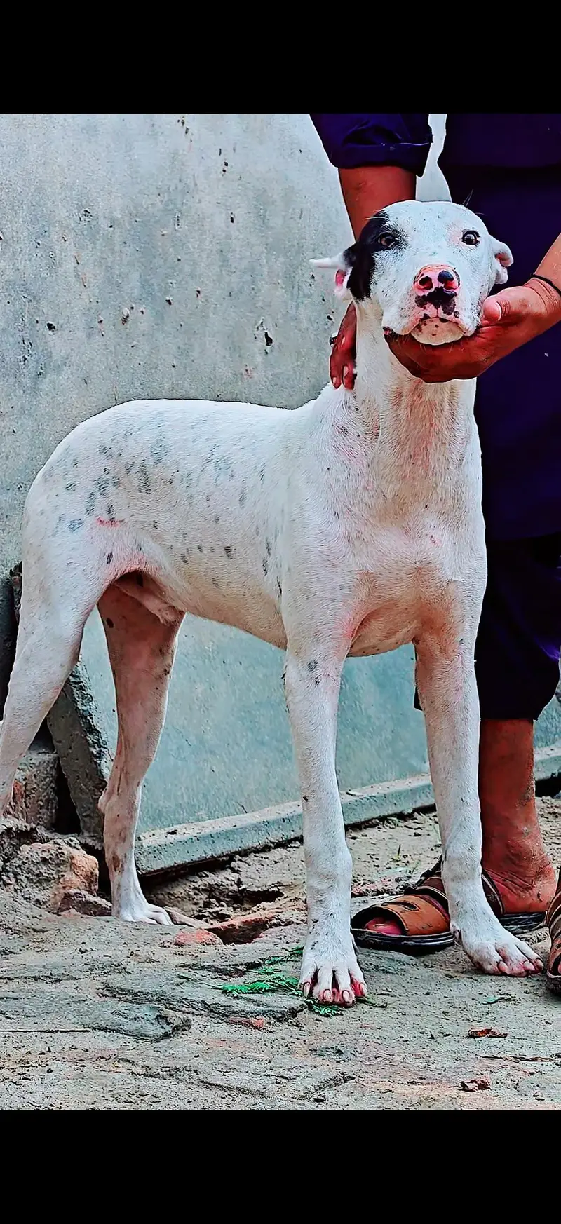 Gultair and bully — photo 3