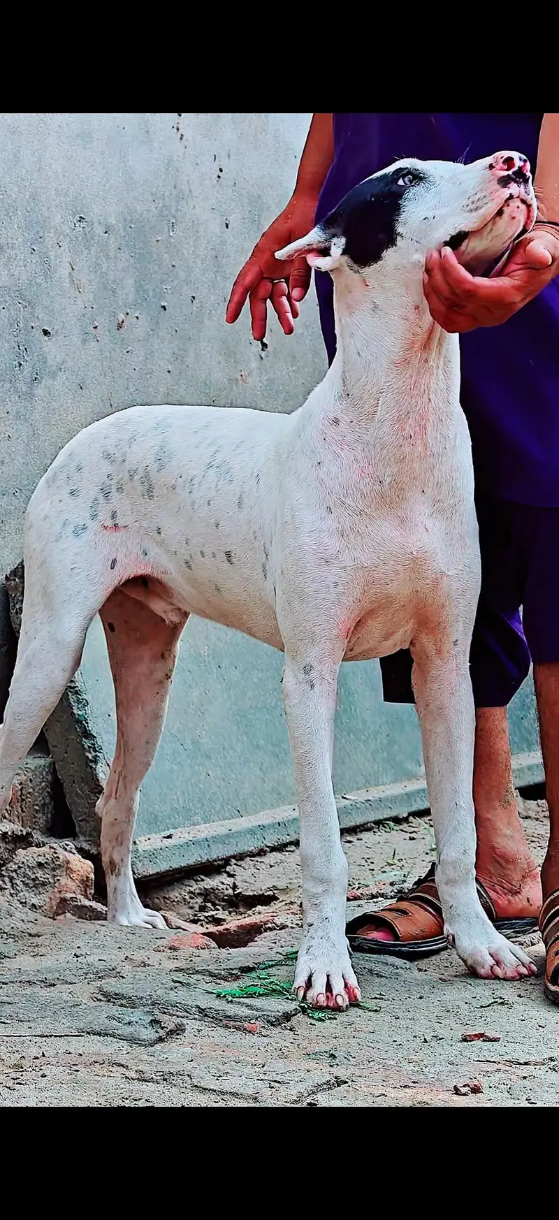 Gultair and bully — photo 4