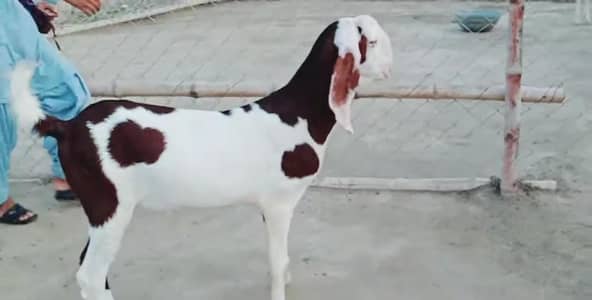 Desi Bakra For Sale Call _+03242203691