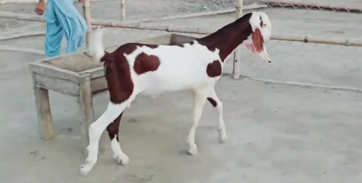 Desi Bakra For Sale Call _+03242203691 — photo 2