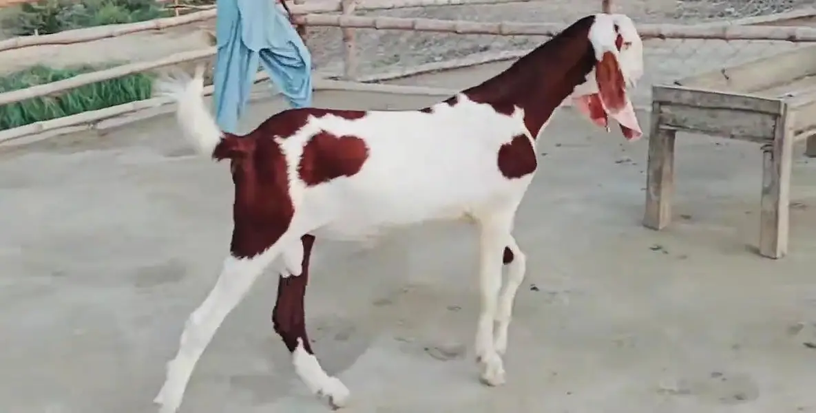 Desi Bakra For Sale Call _+03242203691 — photo 3