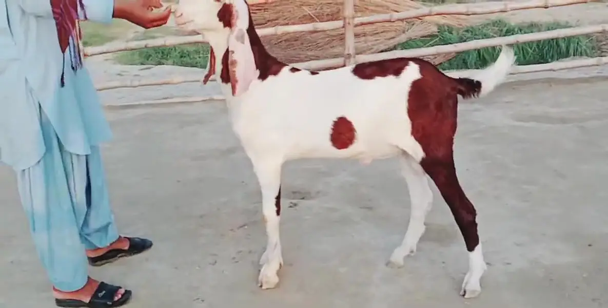 Desi Bakra For Sale Call _+03242203691 — photo 4