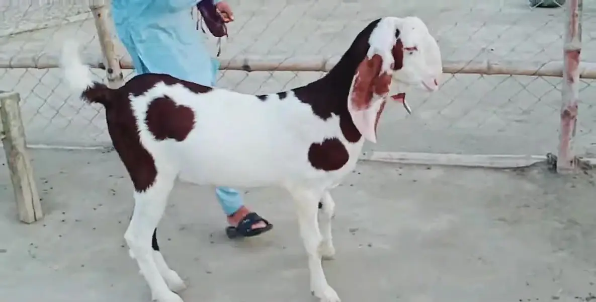 Desi Bakra For Sale Call _+03242203691 — photo 5