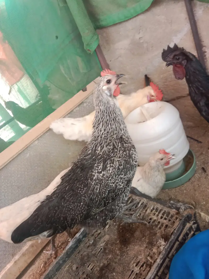 urgent sell 100% pure lohmon brown &black. ayamcimani — photo 2