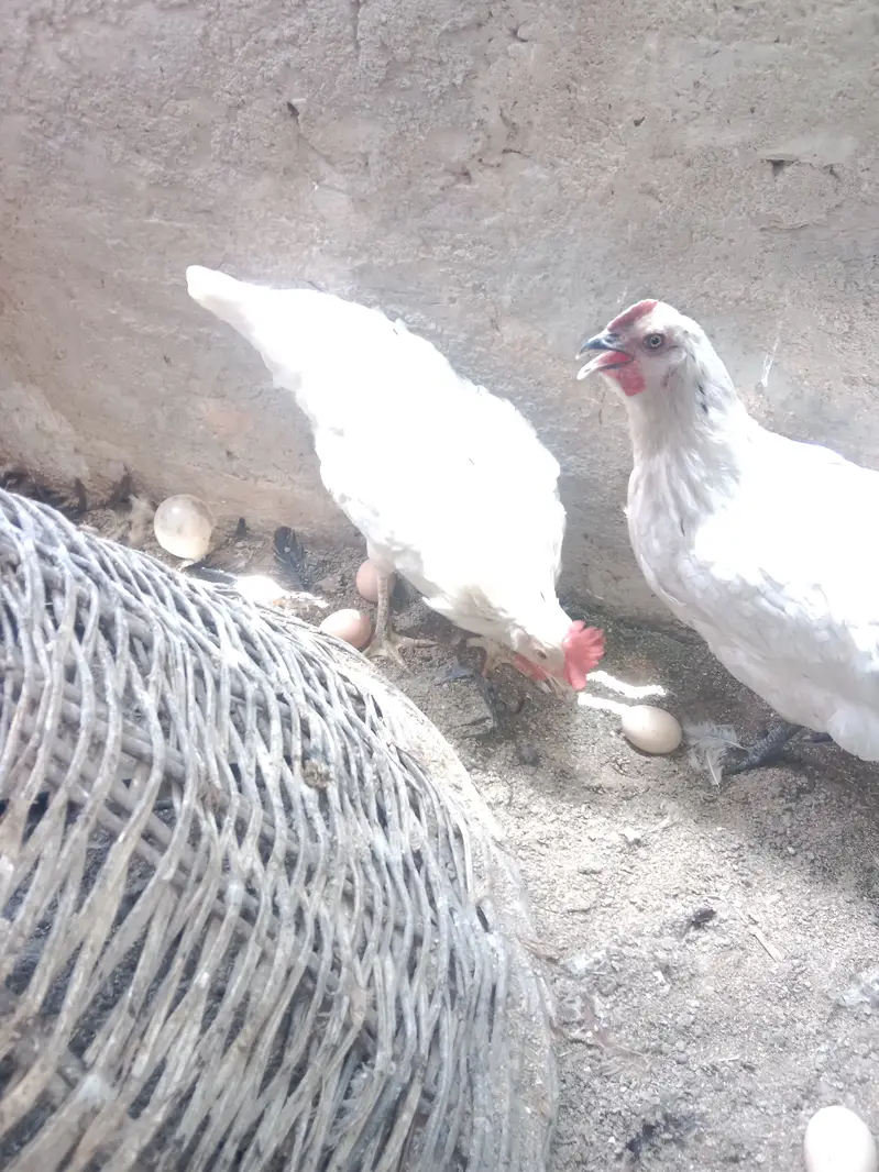 urgent sell 100% pure lohmon brown &black. ayamcimani — photo 3
