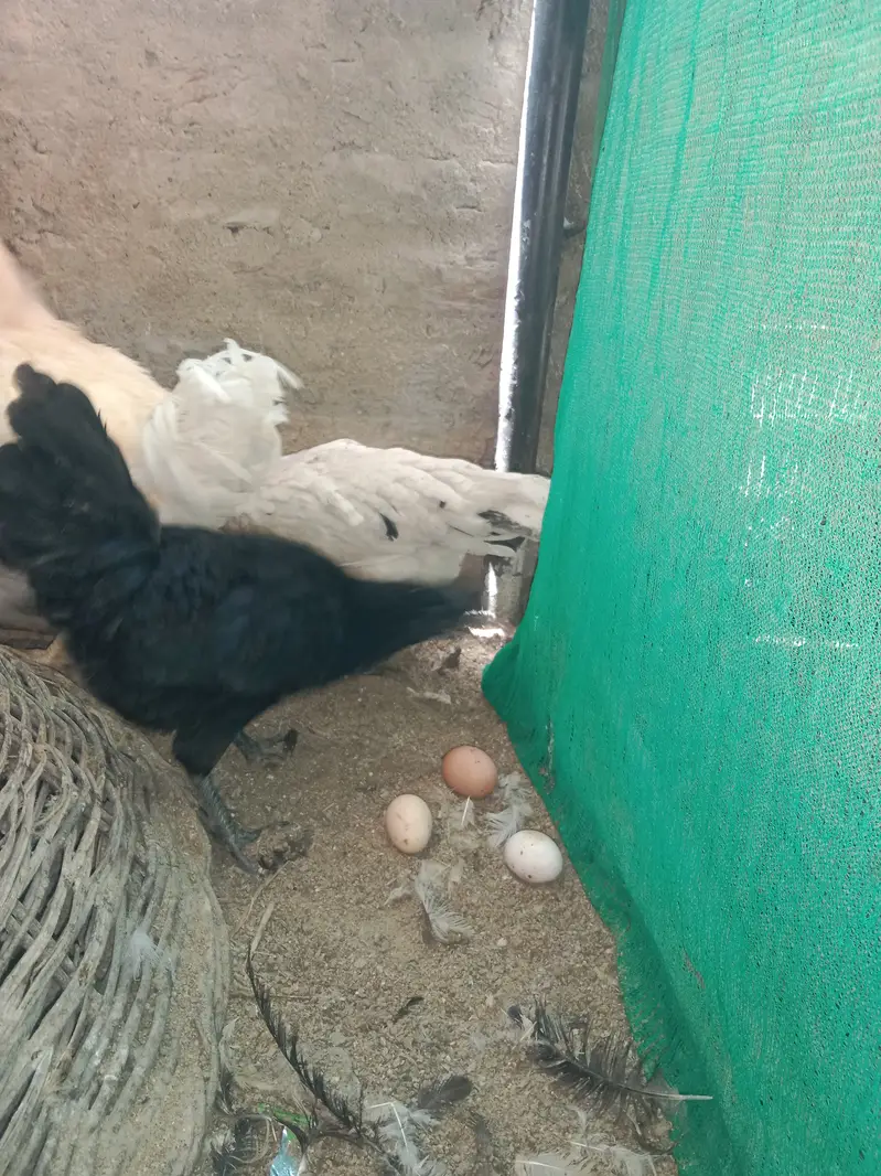 urgent sell 100% pure lohmon brown &black. ayamcimani — photo 4