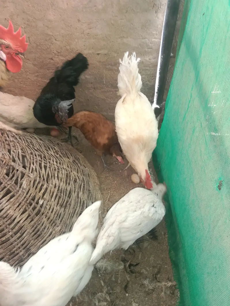 urgent sell 100% pure lohmon brown &black. ayamcimani — photo 5