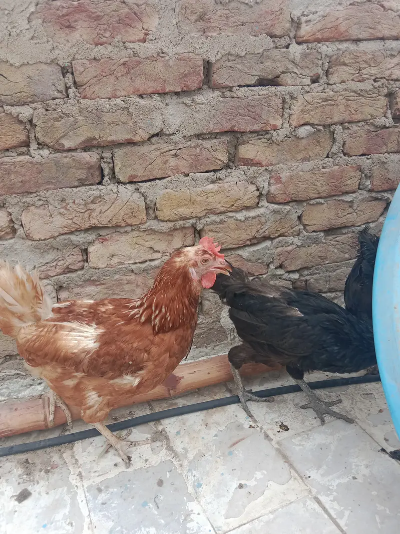 urgent sell 100% pure lohmon brown &black. ayamcimani — photo 6