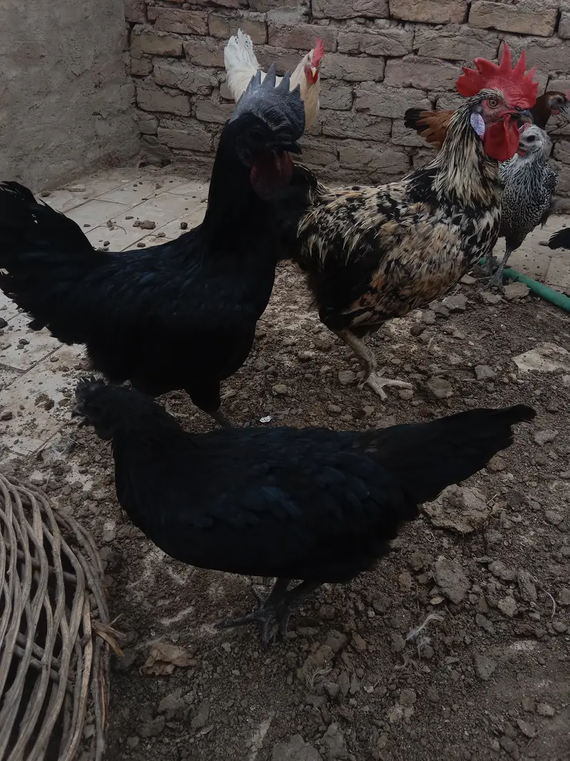 urgent sell 100% pure lohmon brown &black. ayamcimani — photo 7