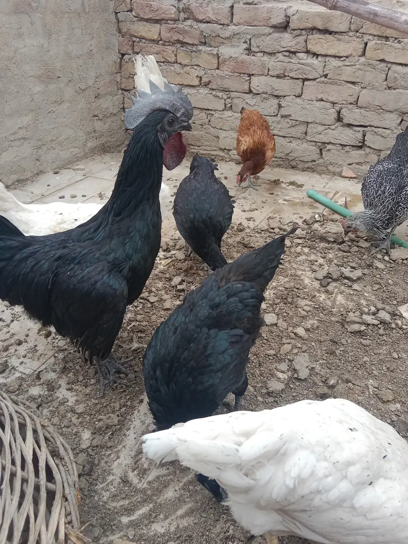 urgent sell 100% pure lohmon brown &black. ayamcimani — photo 8