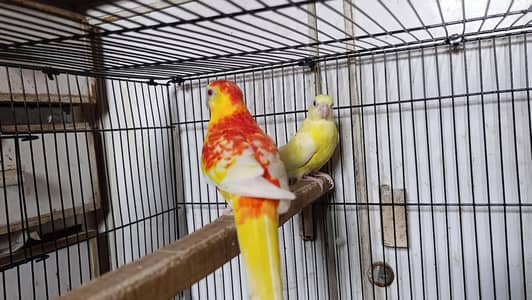 Rubino Rump Breeder pair