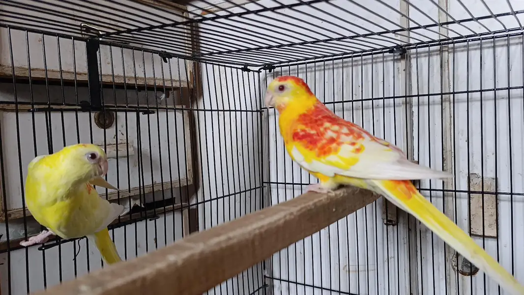 Rubino Rump Breeder pair — photo 2