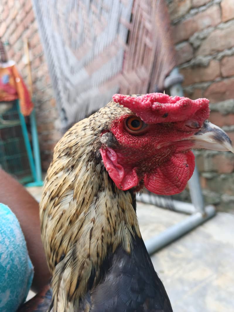 Aseel patha 1