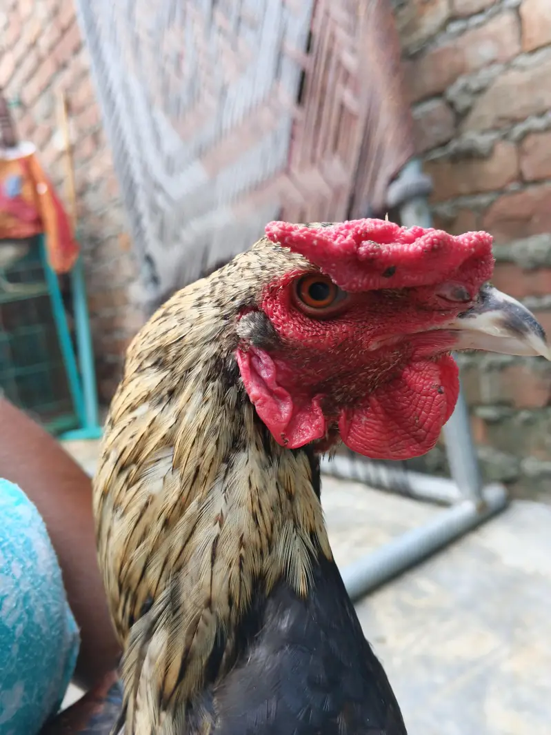 Aseel patha — photo 2