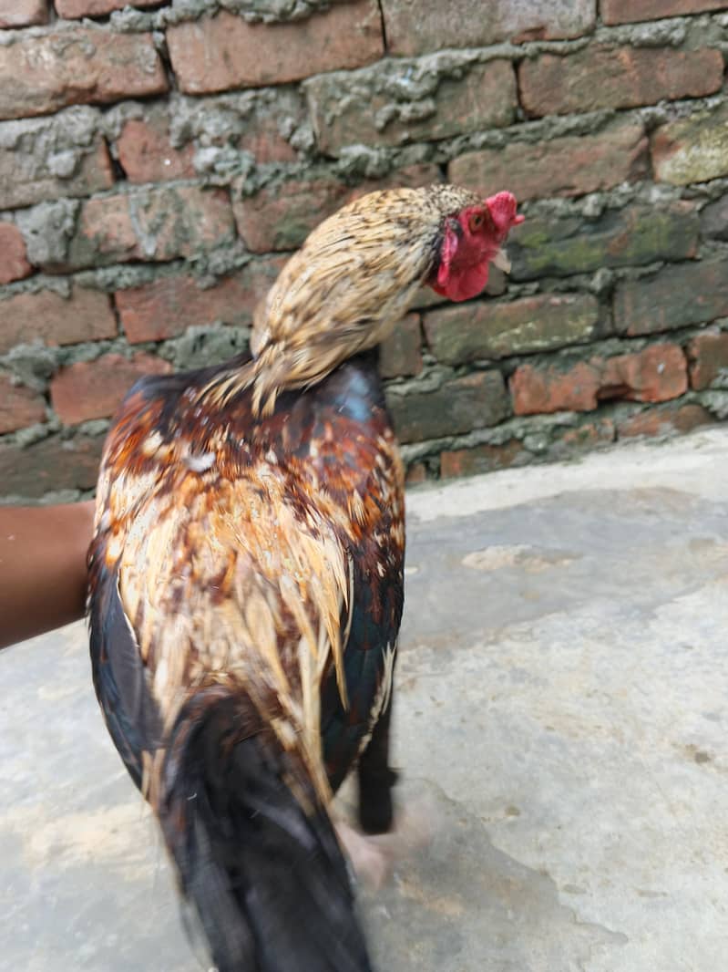 Aseel patha 2