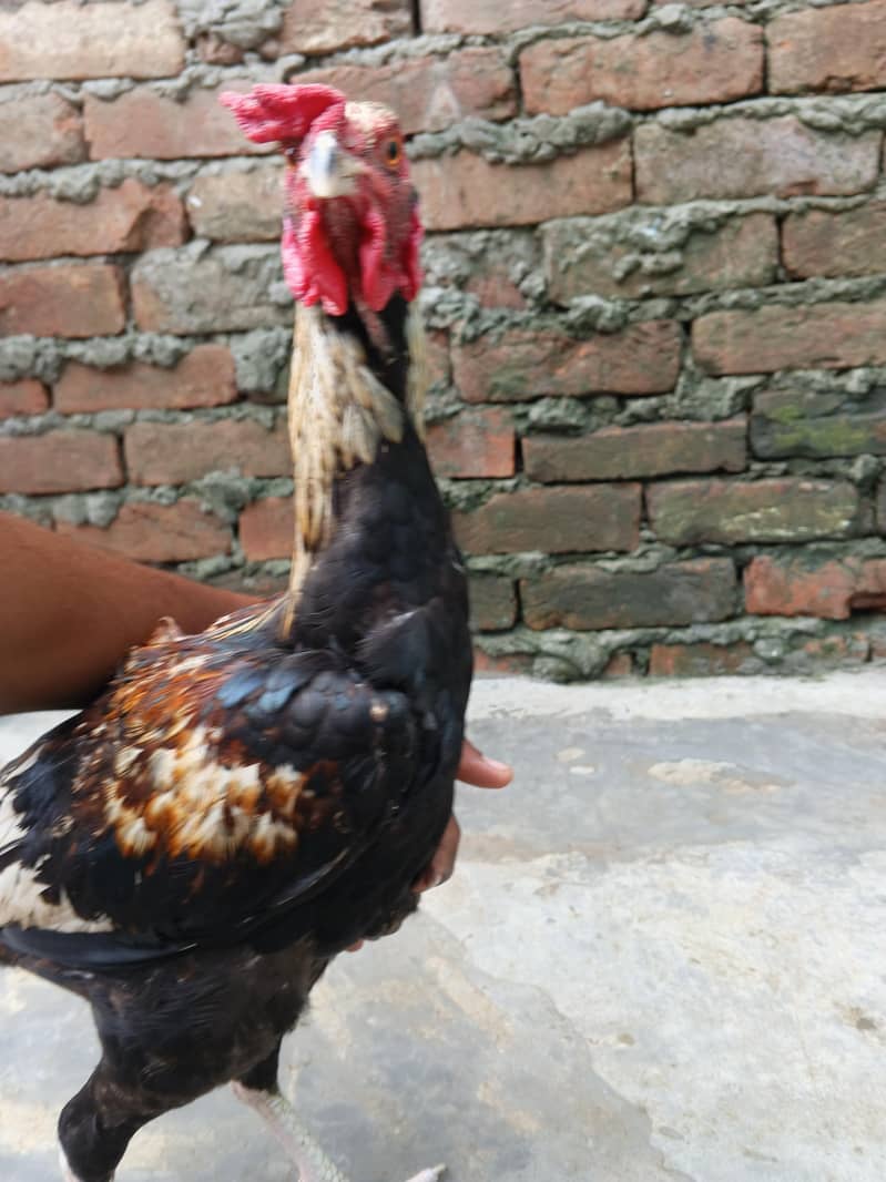 Aseel patha 4