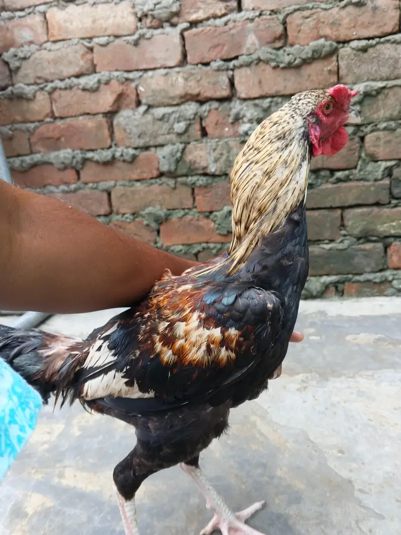 Aseel patha — photo 6
