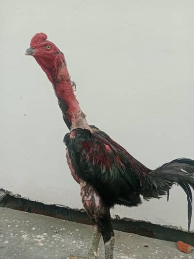 Thai pakoya very strong breed /burmi/aseel