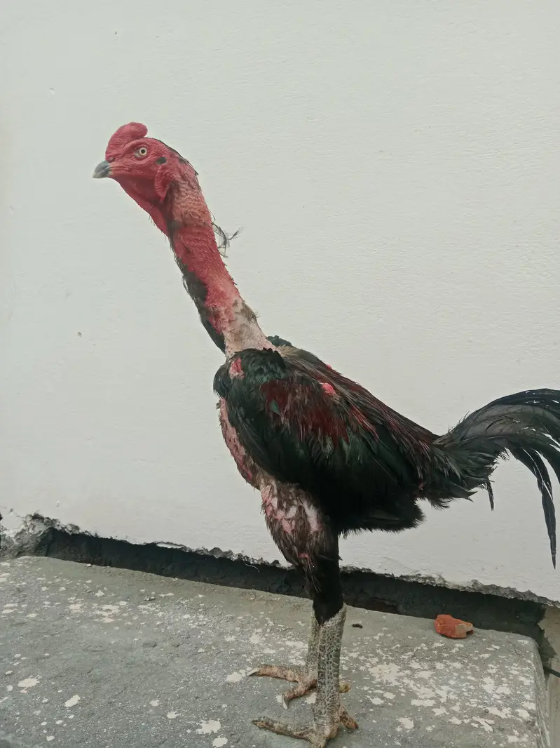Thai pakoya very strong breed /burmi/aseel — photo 2