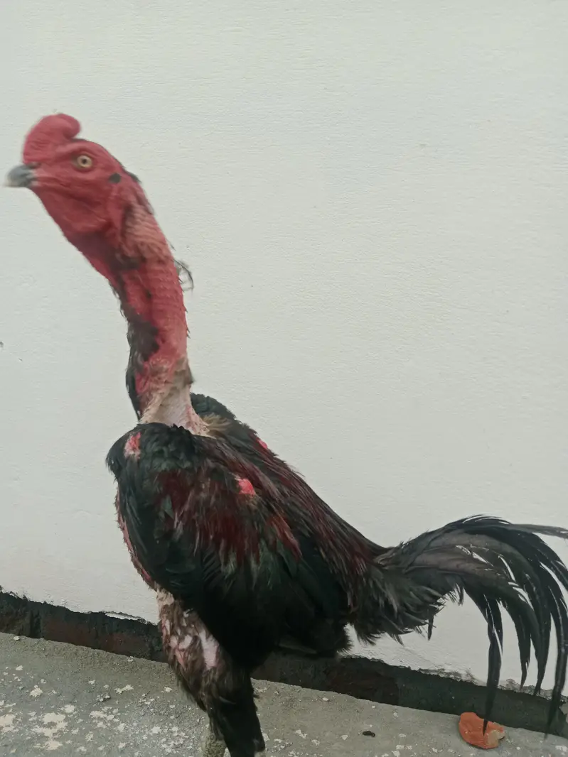 Thai pakoya very strong breed /burmi/aseel — photo 3