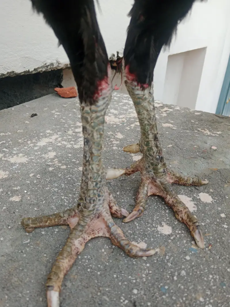 Thai pakoya very strong breed /burmi/aseel — photo 4