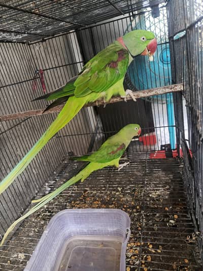Raw Breeder Pair , Urgent sale, 0'3'15'14'55-614