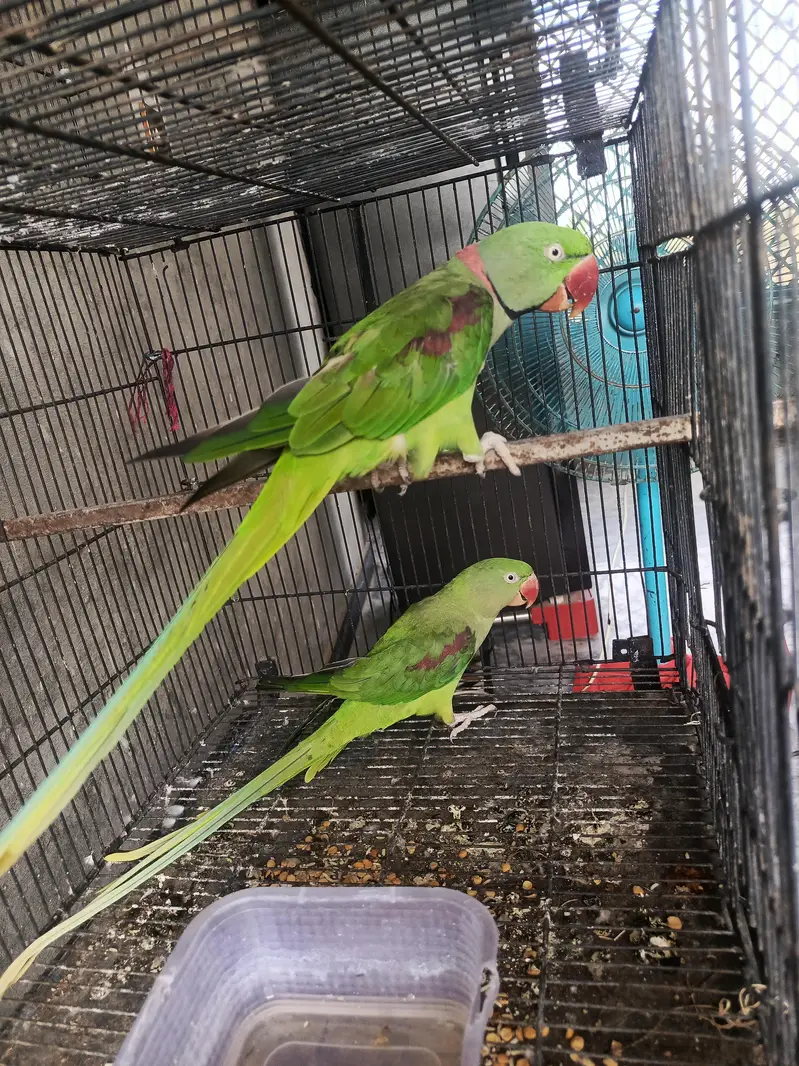 Raw Breeder Pair , Urgent sale, 0'3'15'14'55-614 — photo 2