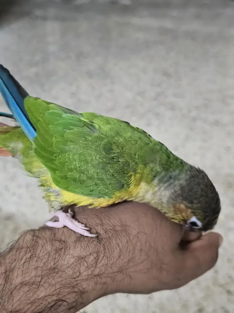 yellow sided conure with DNA — photo 2