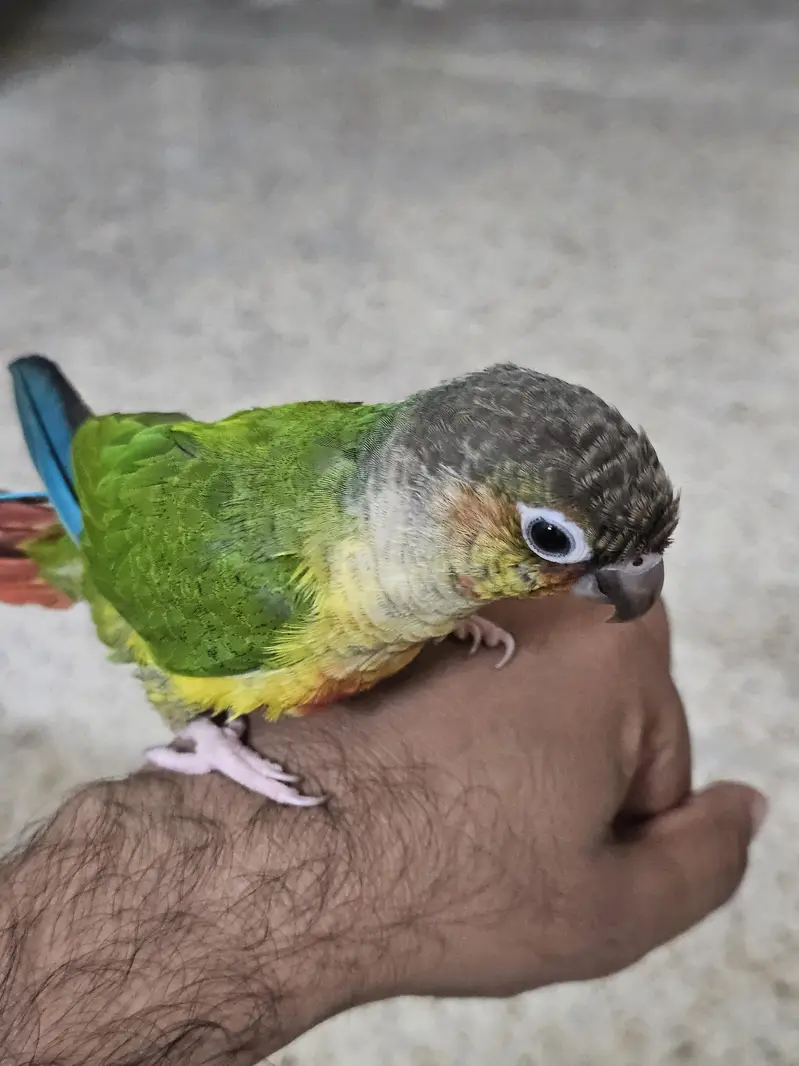 yellow sided conure with DNA — photo 3