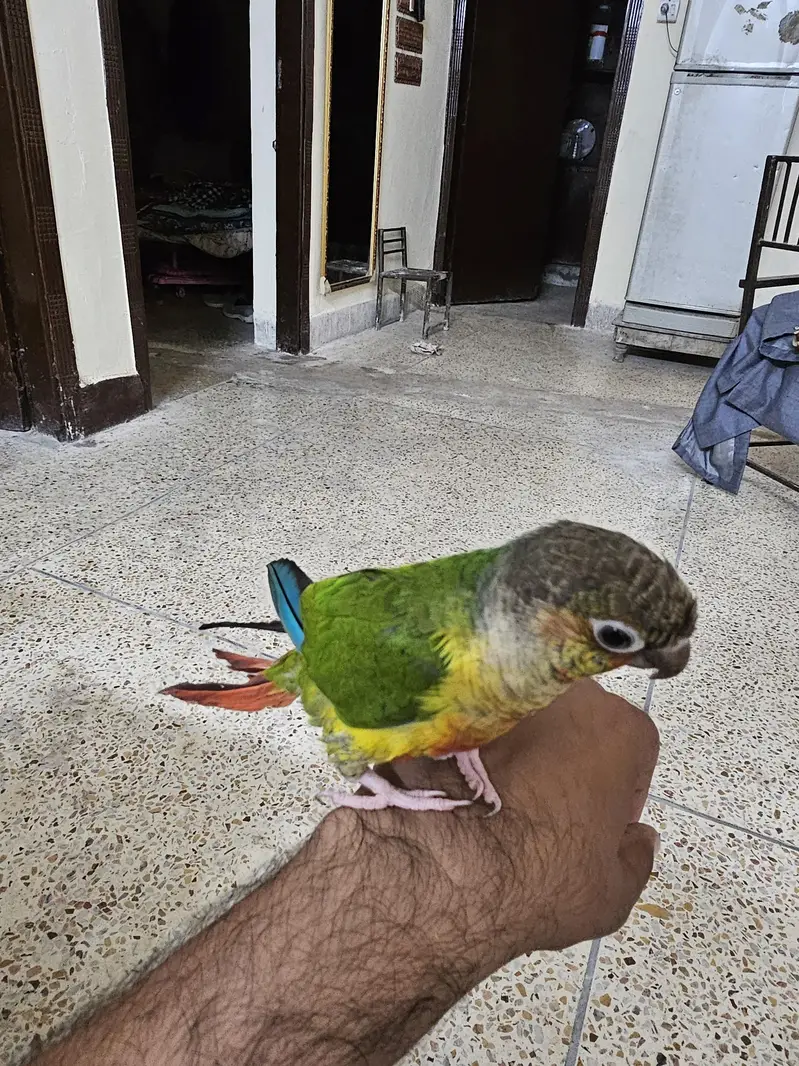 yellow sided conure with DNA — photo 4