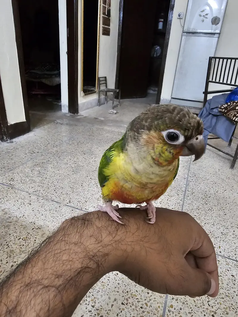 yellow sided conure with DNA — photo 5