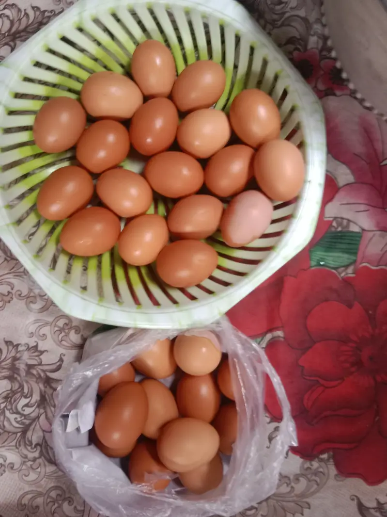 urgent sell 100% pure lohmon brown &black. ayamcimani — photo 10