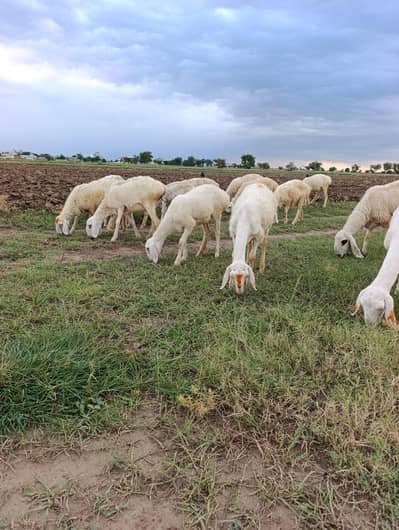 Sheeps and goats available in low rates