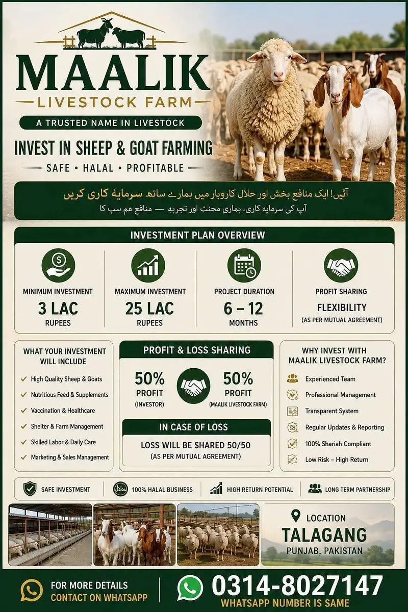 Sheeps and goats available in low rates — photo 2