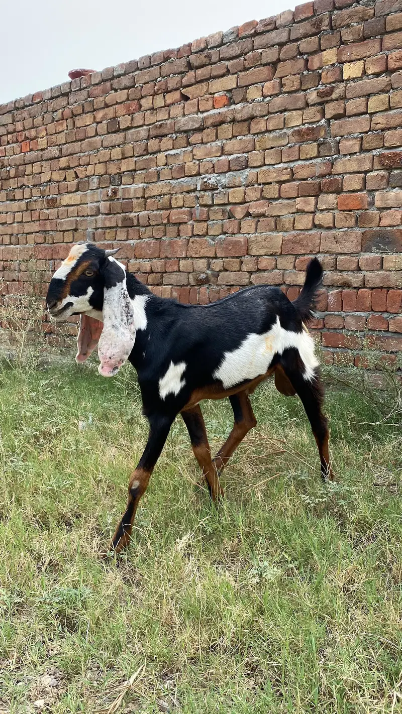 Sheeps and goats available in low rates — photo 3