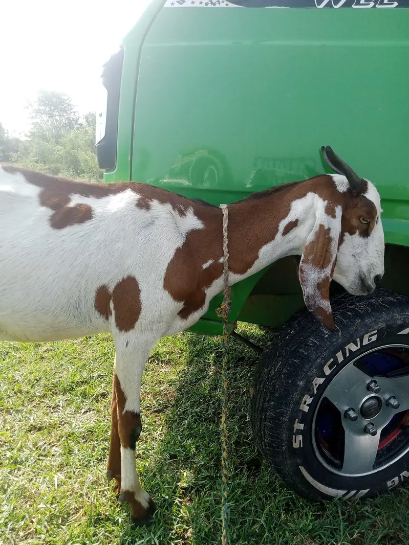 Sheeps and goats available in low rates — photo 4