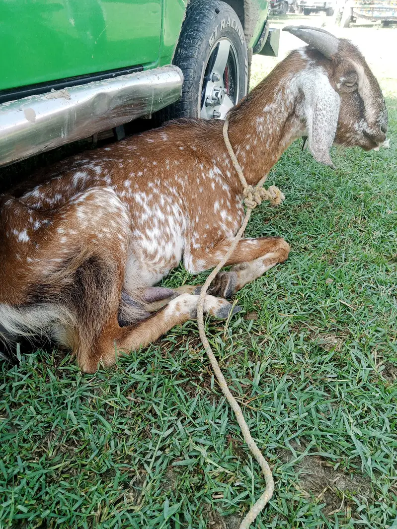 Sheeps and goats available in low rates — photo 5