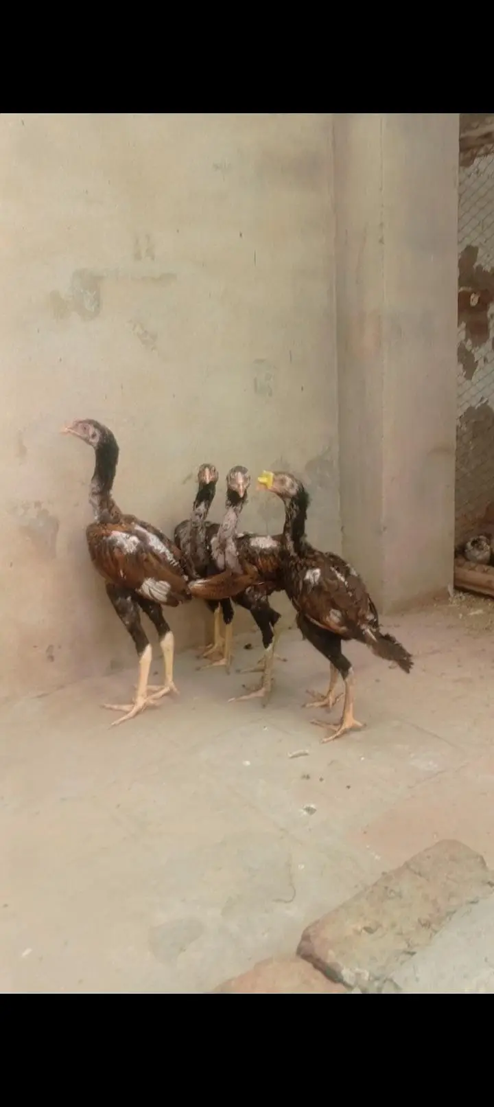aseel pathay 4 sail — photo 11