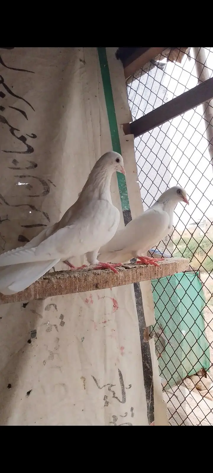 Patti wala pair — photo 3