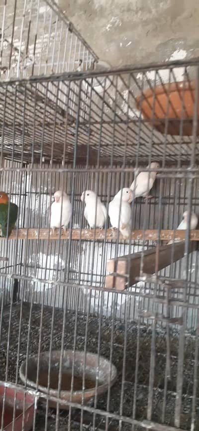 breader pair,03081250912