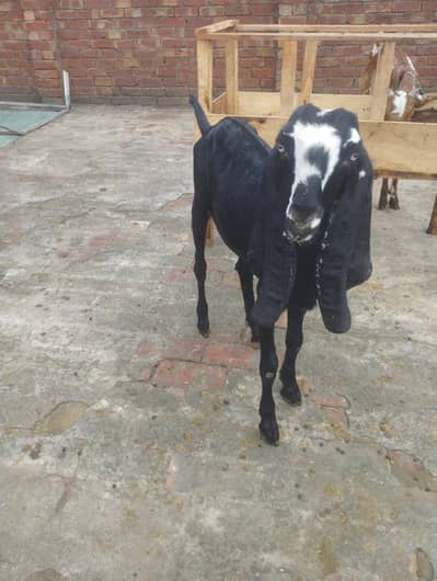 Goat for Sale