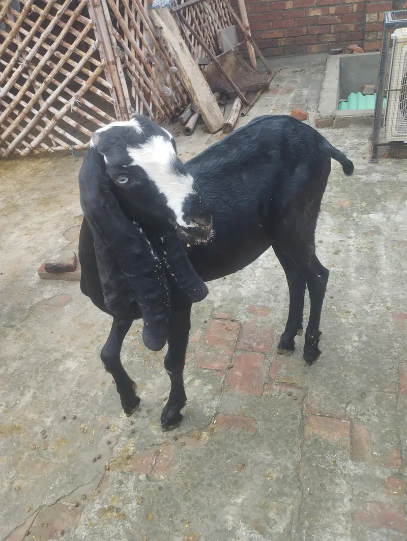 Goat for Sale — photo 2