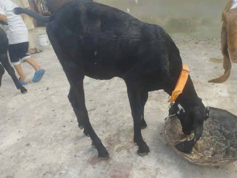 Goat for Sale — photo 3