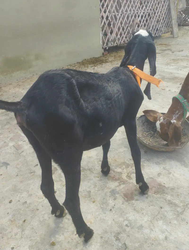 Goat for Sale — photo 4
